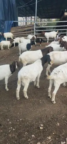 纯放养波尔山羊种公羊30斤到120斤