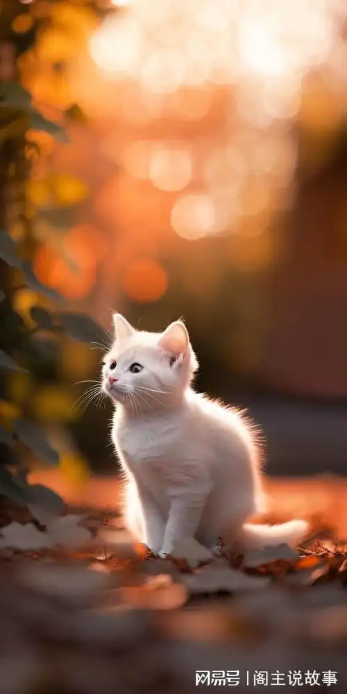 手机壁纸治愈系萌猫壁纸让你的手机瞬间变软萌