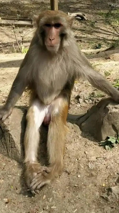 这猴子霸气啊!