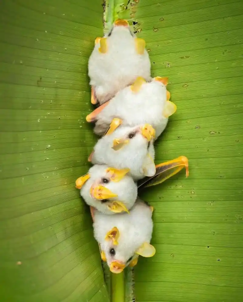 直到我看见这种蝙蝠,洪都拉斯白蝙蝠.