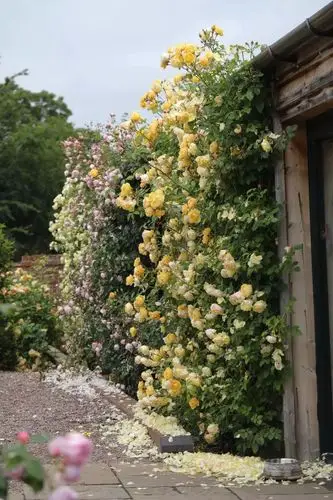 海妈花园访问2019英国奥斯汀玫瑰园朝圣之旅