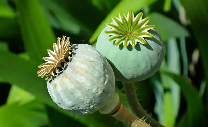 罂粟,植物,夏天