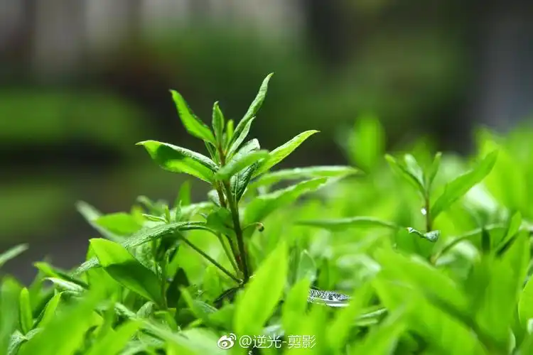 想想大自然也真奇妙春天里尽是不一样层次的绿色