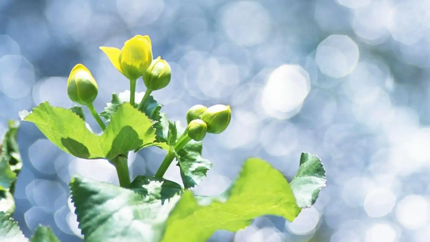 清新唯美绿色护眼植物高清桌面壁纸高清大图预览1920x1080_植物壁纸下