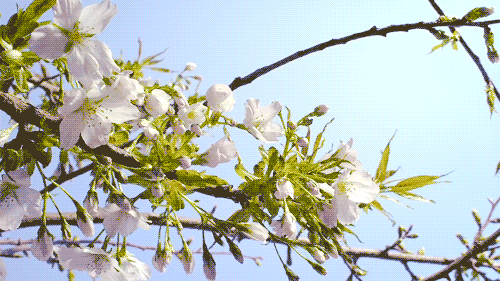 【转载】【素材】动态花卉集(三)