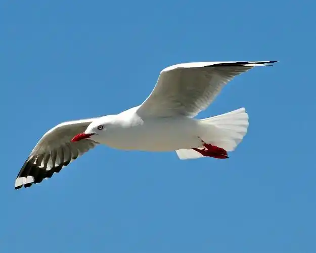 描述: 海鸥鸟天空飞荡-动物摄影高清壁纸 当前壁纸尺寸: 1280 x 1024