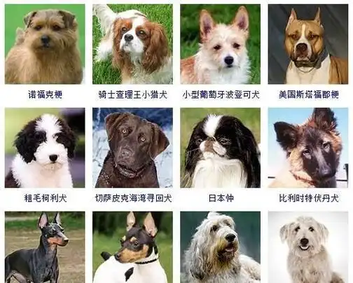 适合小狗狗的名字大全,独一无二的狗狗名字大全图1