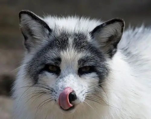 [动物世界]全球八种美丽妖艳的狐狸