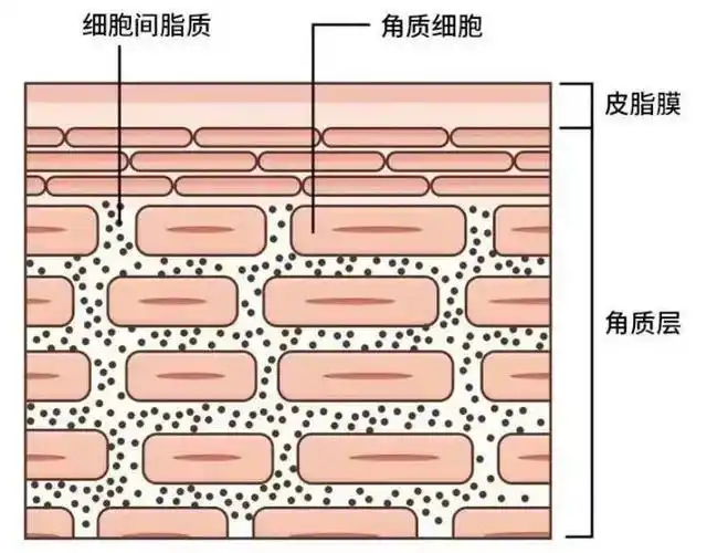 我们一直说皮肤角质层是"砖块水泥"结构,角质细胞是砖,细胞间脂质是