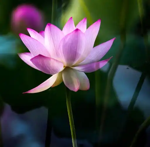 圣洁的荷花图片鲜花荷花莲花