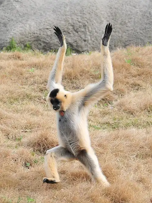 上海动物园手持xzp 2倍增距镜之3:比大猩猩更像人类-经常直立行走的猴