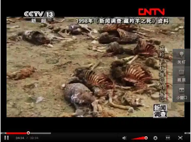 跟随着活佛的脚步四可可西里今天的你好吗