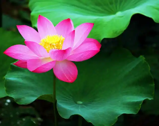 老鞋匠的欲情故纵