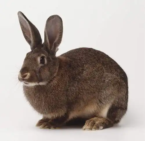 无人,横图,室内,特写,白天,白色背景,侧面,哺乳动物,阴影,光线,兔子