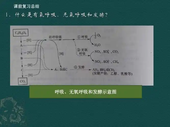 课前复习总结 呼吸,无氧呼吸和发酵示意图