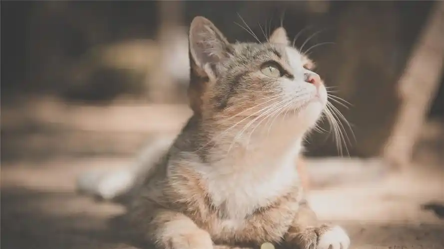 可爱萌宠猫咪高清桌面壁纸