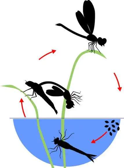蜻蜓的生命周期蜻蜓从卵到成虫的发育阶段顺序插画图片素材