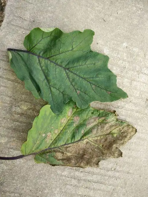 茄子叶怎么回事?