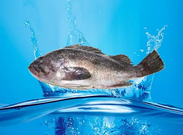 黑鲪配合饲料升索牌黑鲪配合饲料,营养全面,配比合理,依据黑鲪的生活