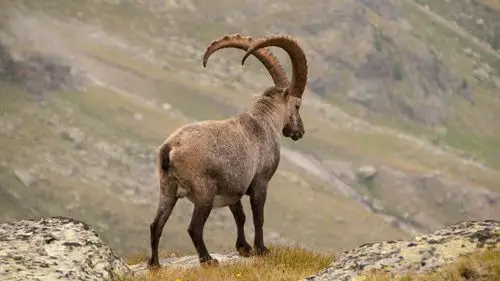 壁纸 高山山羊后视,角 3840x2160 uhd 4k 高清壁纸, 图片, 照片