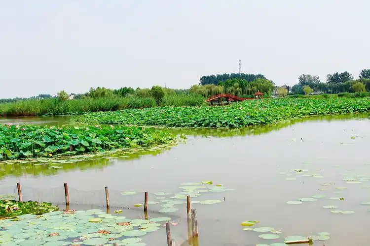 河北 保定 雄安新区 白洋淀河北 保定 雄安新区 白洋淀