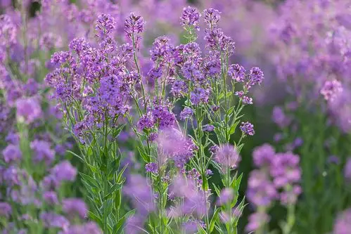 【毛萼香芥花海美如画】