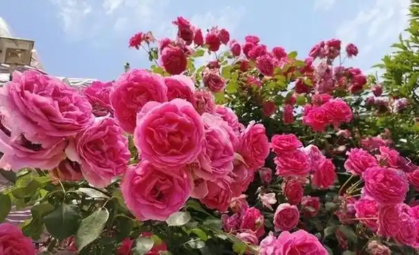 花海,花墙,花世界,这些美好的景色是我所喜欢的,一