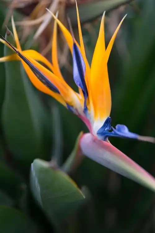 天堂鸟,作为一种热带植物,因其独特的鲜花而受到许多园艺爱好者的欢迎