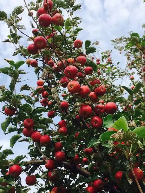 西府海棠:海红花开八百年