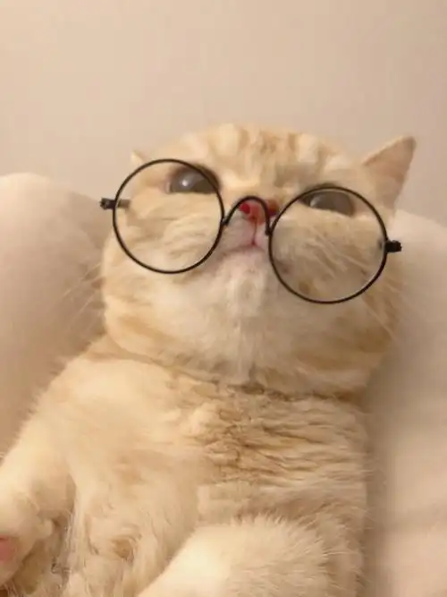戴上眼镜的喵大人
