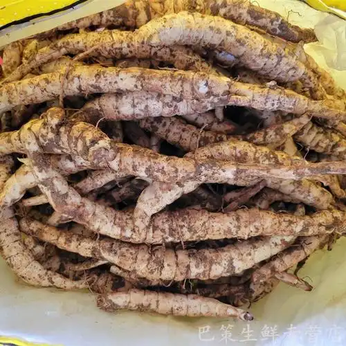 现挖现发新鲜地参地笋地虫草参地藕地环地藕泽兰根地蚕蔬菜种子500g