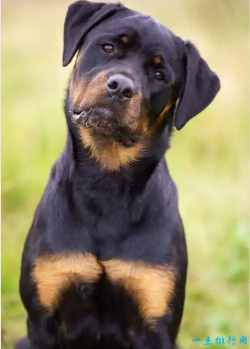 世界上10大最贵的狗品种排行榜,这次藏獒居榜首