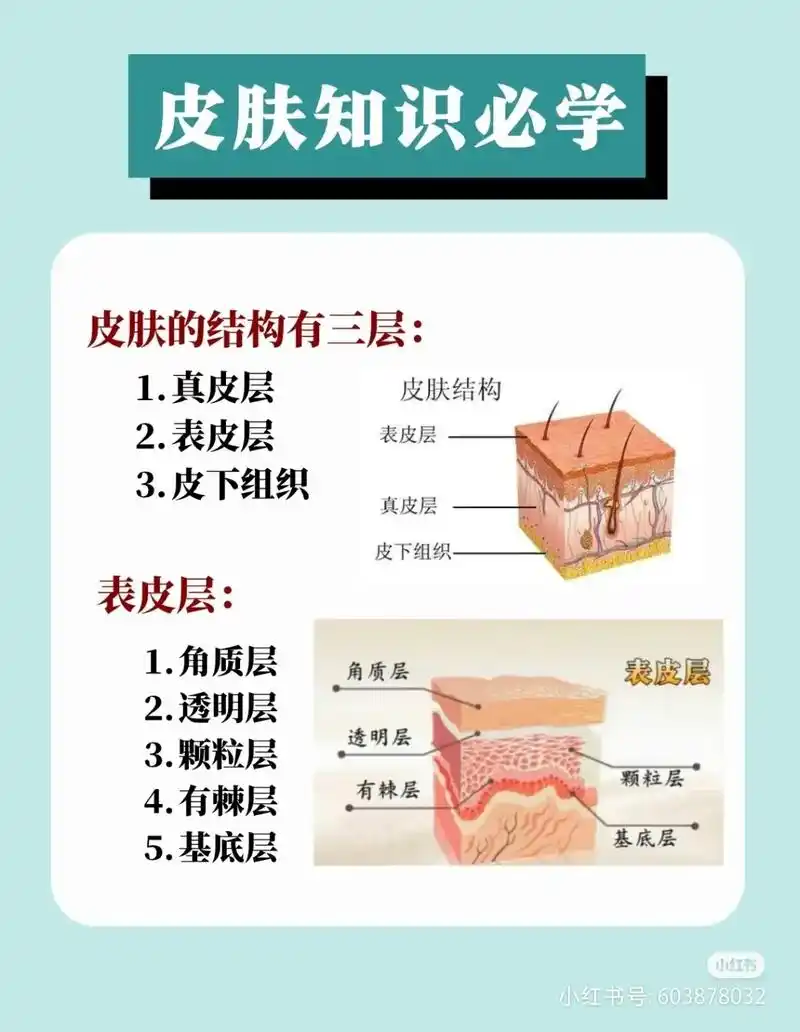 了解皮肤的结构能够更好的帮助我们护肤
