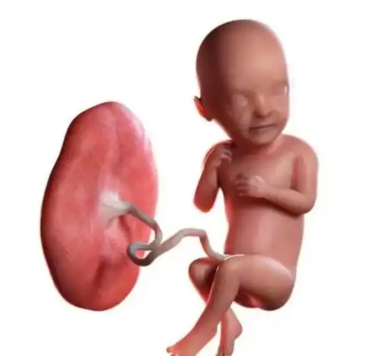 食用人体胎盘有什么作用人体胎盘的功效与作用