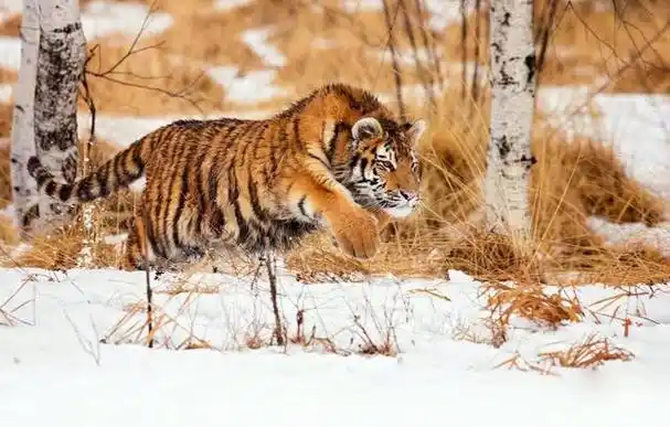 回顾铁汉并没有柔情:老虎领地意识这么强,如何进行繁殖?