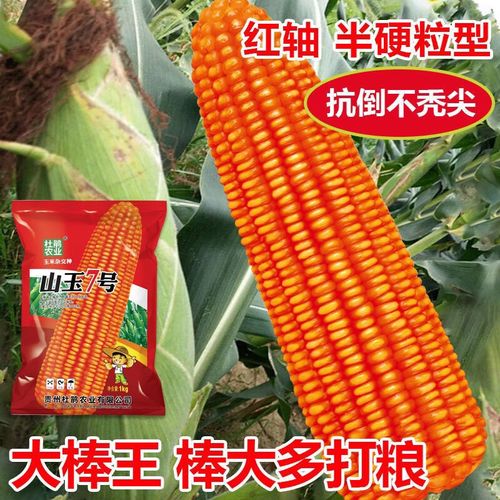 旺园兴山玉7号玉米种子矮杆抗倒云贵川高产硬粒红大棒玉米种子耐旱