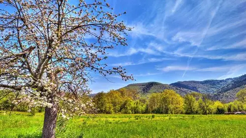 首页 自然和风景 春天 田,山,苹果树,春天,天空 壁纸 / 1600x900 壁纸