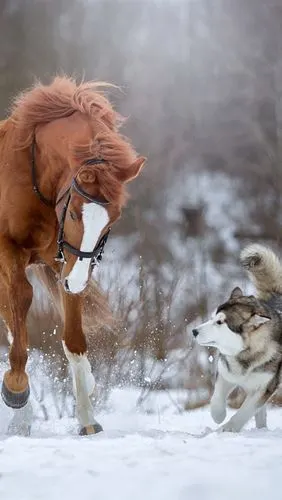 马和狗在雪中奔跑 iphone 壁纸