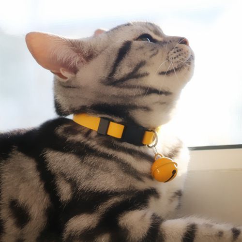 猫咪项圈 英短