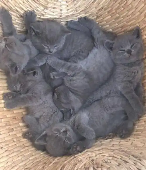 还以为这样的价格里面装的是土猫,没想到居然是一只只正宗的小蓝猫,刚