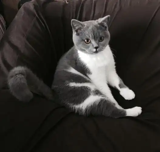 给家里的英短小母猫招亲坐标上海虹口区大连路