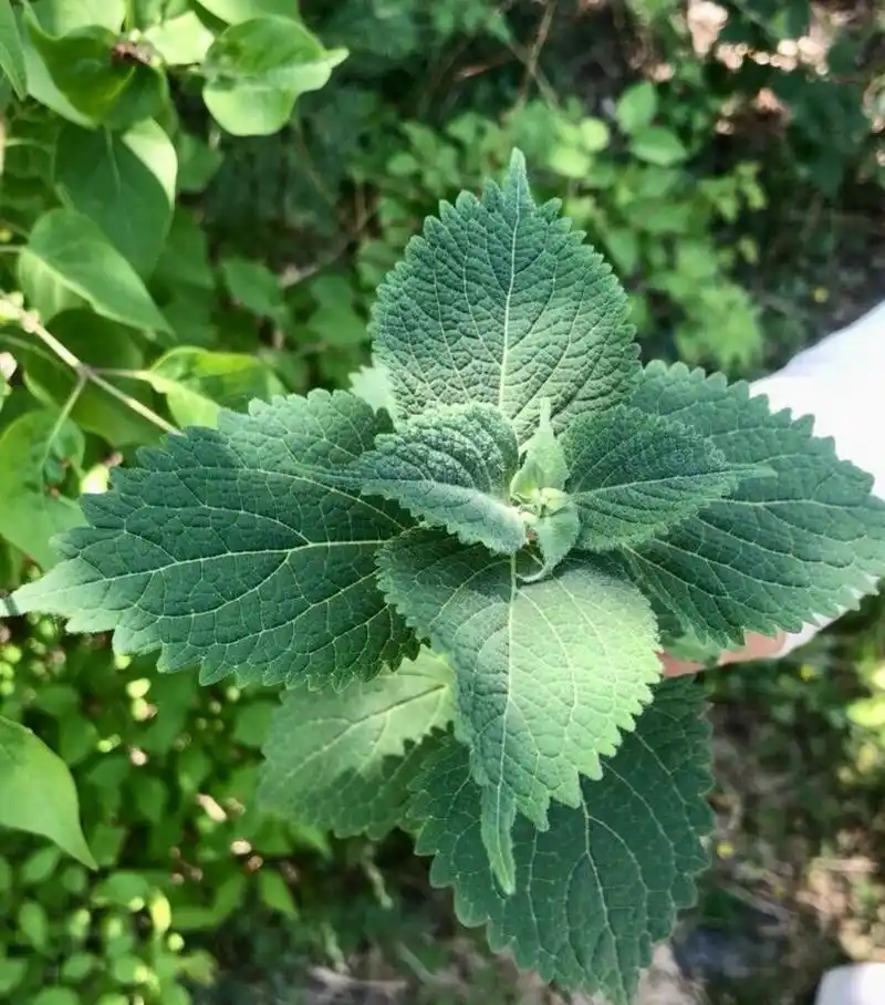 蓝萼毛叶香茶菜 在京西古道马蹄窝发现的古籍本草.
