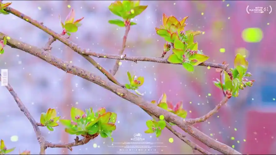 壁纸 花 桌面 1920_1080