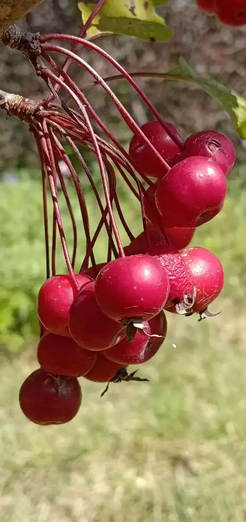 北京植物园中的海棠果飘香