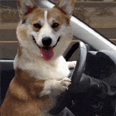 [组图]网友脑洞大开 "老司机"柯基犬乱入各种影视作品