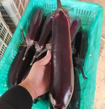 [茄子批发]精品济杂,面包茄大量上市,产地直销,当天货,新鲜.价格2.