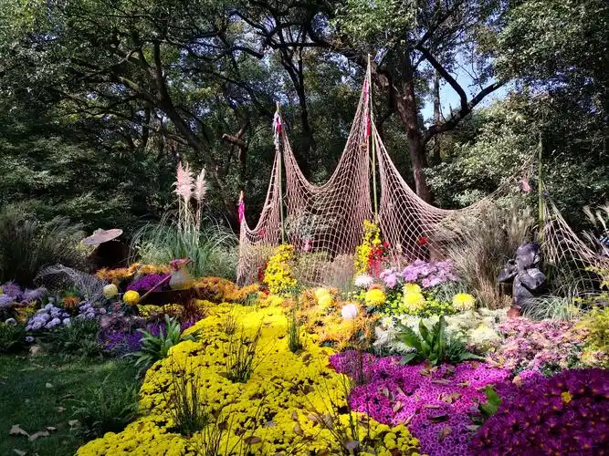 杭州植物园菊花展(2020)