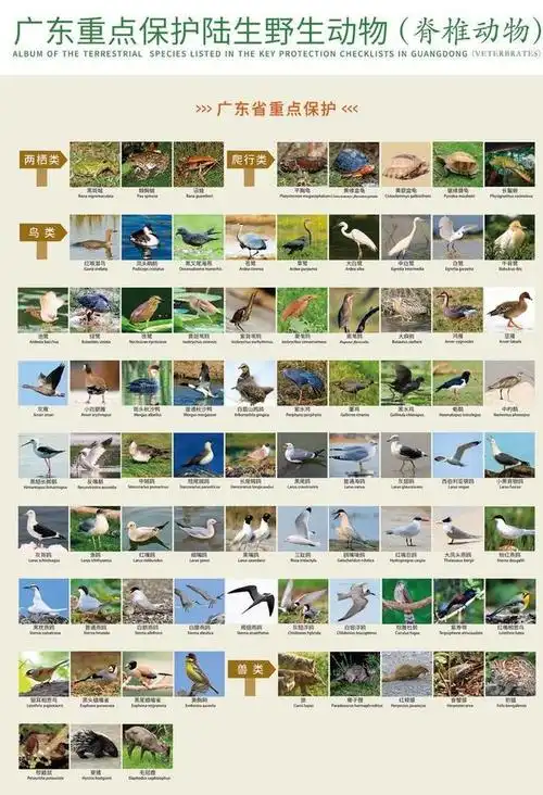 广东省野生动物保护管理条例修订草案公开征求意见