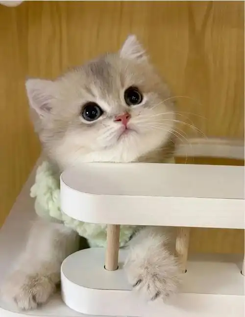 英短蓝金渐层幼猫多只出窝,这么多蓝金