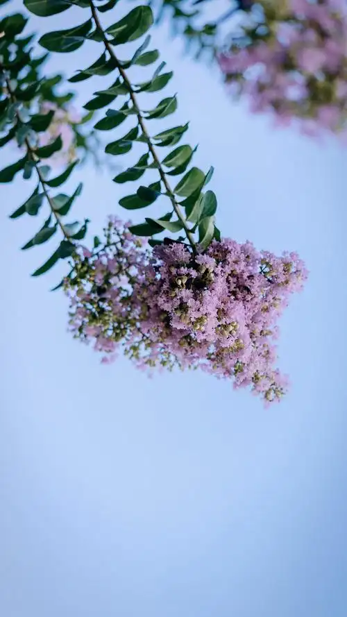 小清新绿森系风景图片16